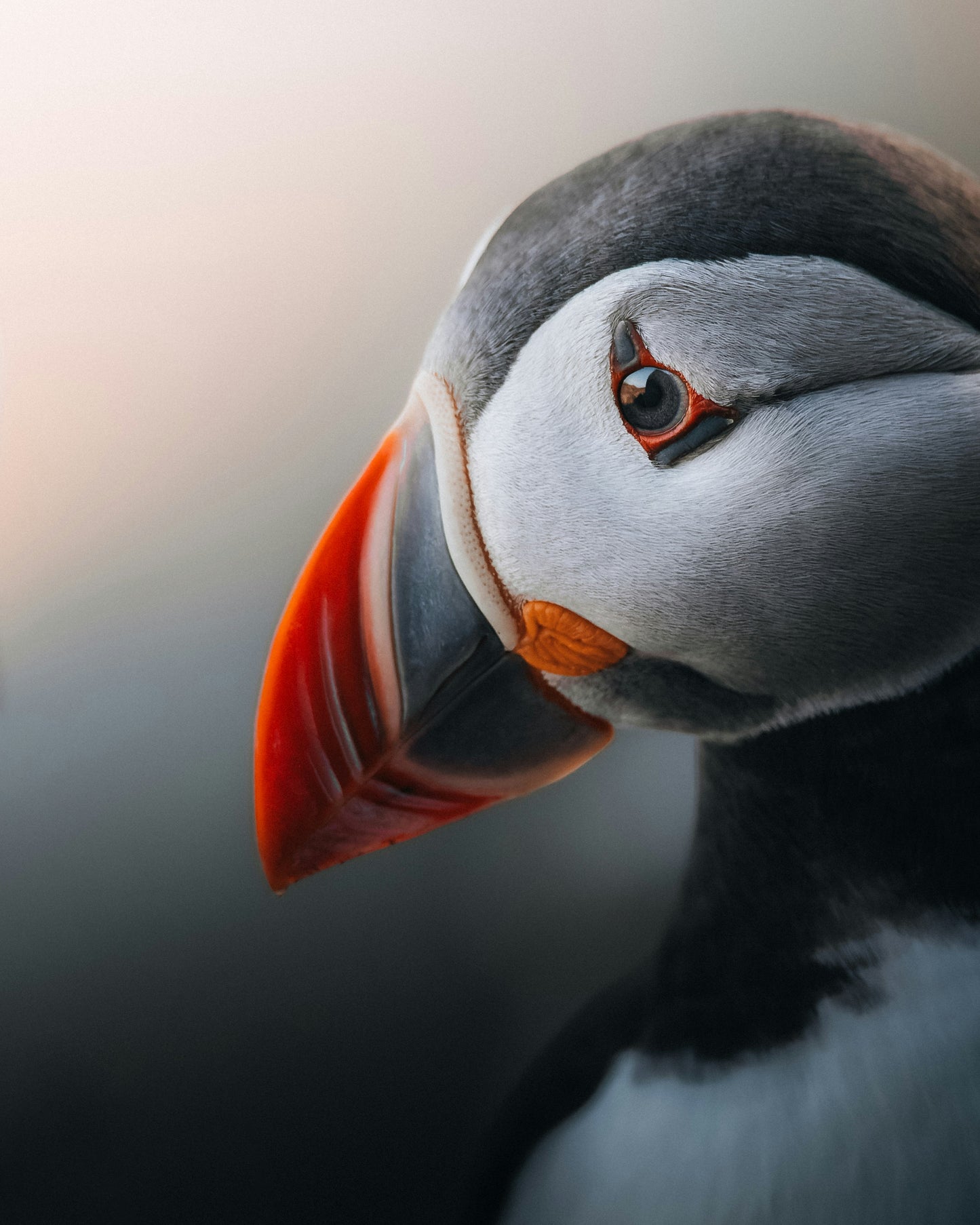 Silent Majesty - Tablou Canvas