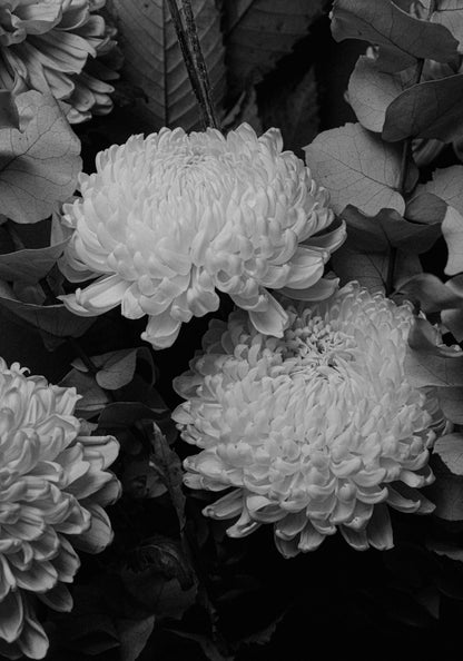 White Blossoms in Black and White - Tablou Canvas