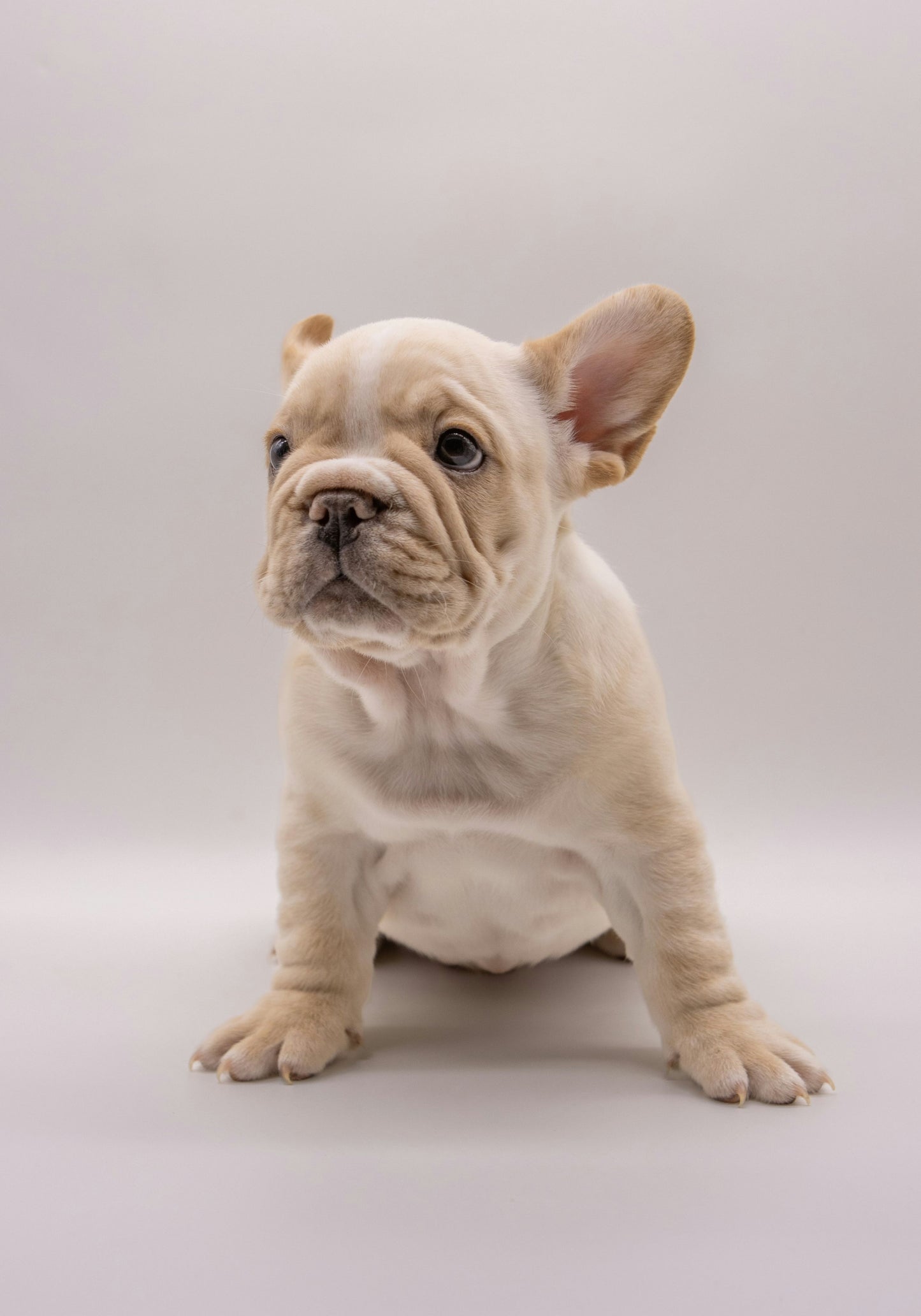 Frenchie Pup Charm - WallMood