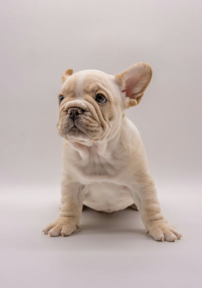 Frenchie Pup Charm - WallMood