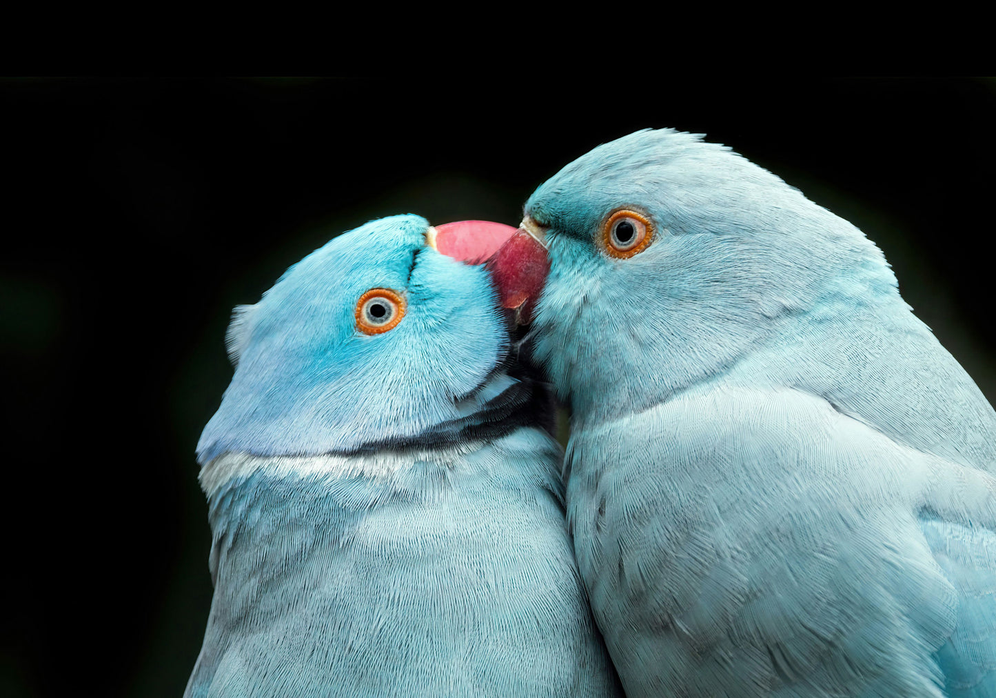 Blue Love - Tablou Canvas Premium - WallMood